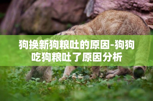 狗換新狗糧吐的原因-狗狗吃狗糧吐了原因分析
