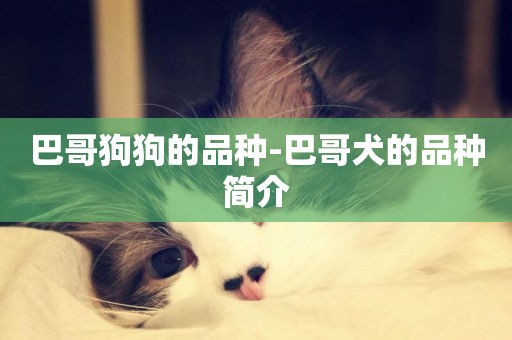 巴哥狗狗的品種-巴哥犬的品種簡介