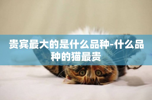 貴賓最大的是什么品種-什么品種的貓最貴