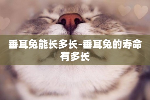 垂耳兔能長多長-垂耳兔的壽命有多長