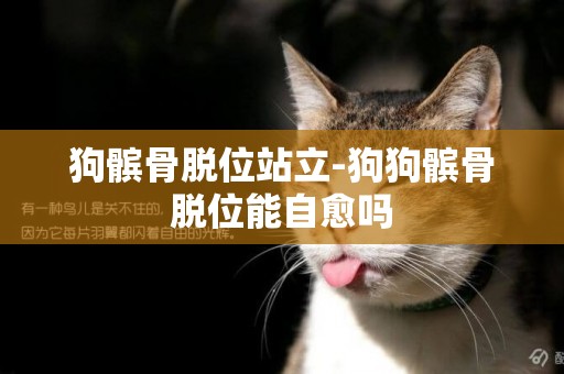 狗髕骨脫位站立-狗狗髕骨脫位能自愈嗎