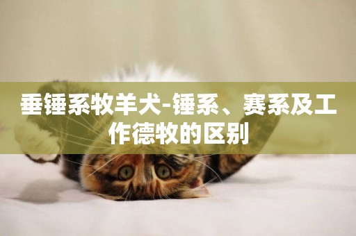 垂錘系牧羊犬-錘系、賽系及工作德牧的區別