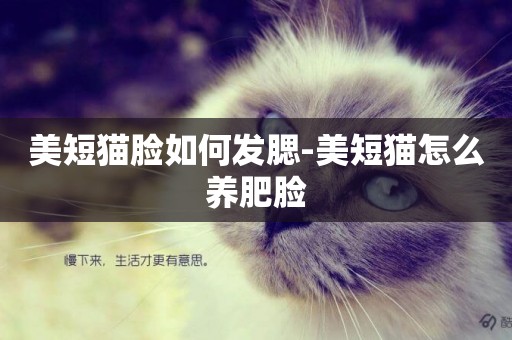 美短貓臉如何發腮-美短貓怎么養肥臉