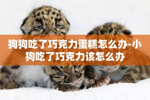 狗狗吃了巧克力蛋糕怎么辦-小狗吃了巧克力該怎么辦
