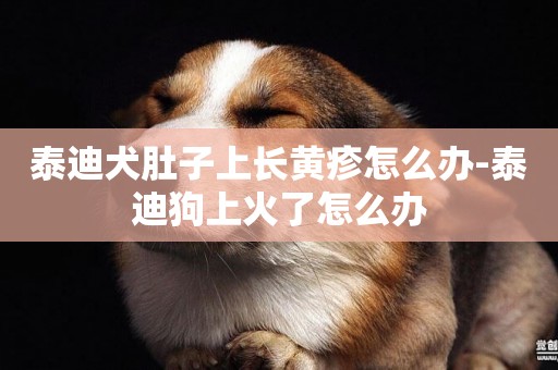 泰迪犬肚子上長黃疹怎么辦-泰迪狗上火了怎么辦