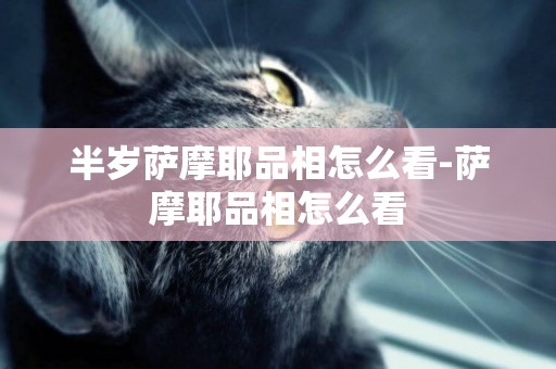 半歲薩摩耶品相怎么看-薩摩耶品相怎么看