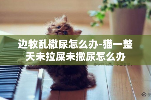 邊牧亂撒尿怎么辦-貓一整天未拉屎未撒尿怎么辦