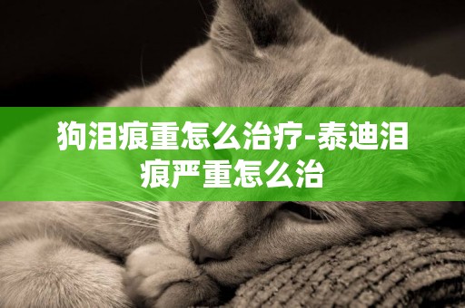 狗淚痕重怎么治療-泰迪淚痕嚴重怎么治