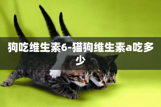 狗吃維生素6-貓狗維生素a吃多少