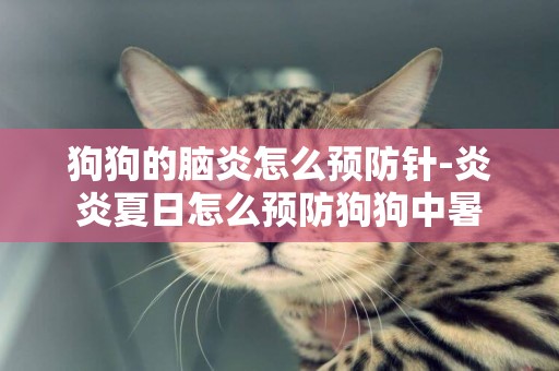 狗狗的腦炎怎么預防針-炎炎夏日怎么預防狗狗中暑