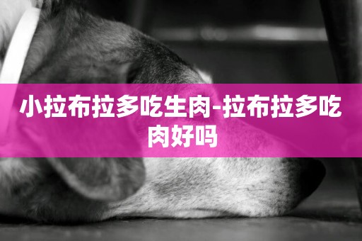 小拉布拉多吃生肉-拉布拉多吃肉好嗎