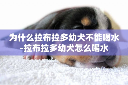 為什么拉布拉多幼犬不能喝水-拉布拉多幼犬怎么喝水