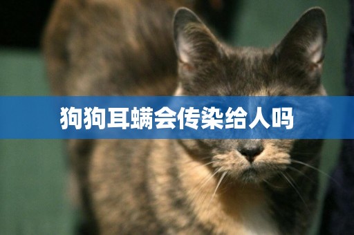 狗狗耳螨會傳染給人嗎