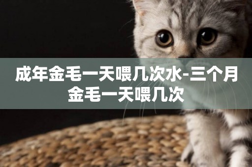 成年金毛一天喂幾次水-三個月金毛一天喂幾次