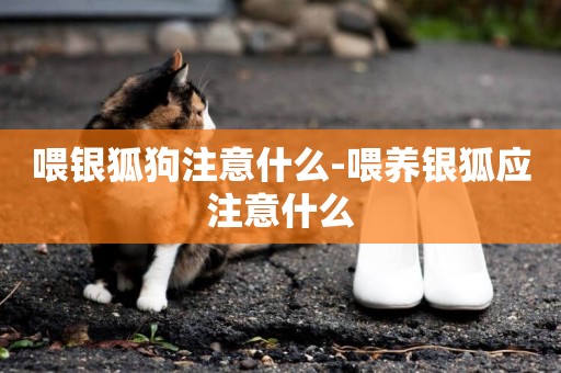 喂銀狐狗注意什么-喂養銀狐應注意什么