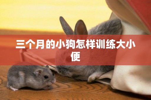 三個月的小狗怎樣訓練大小便