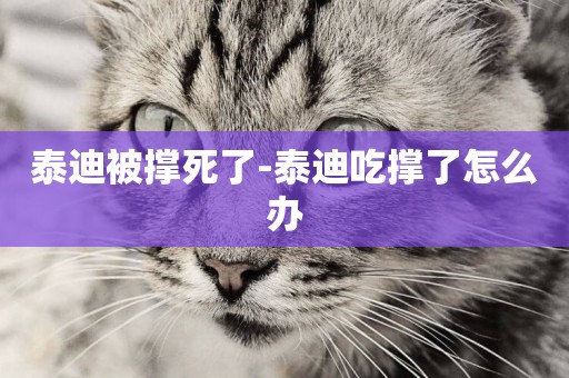 泰迪被撐死了-泰迪吃撐了怎么辦
