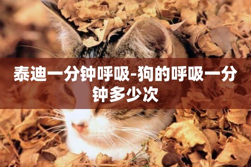 泰迪一分鐘呼吸-狗的呼吸一分鐘多少次
