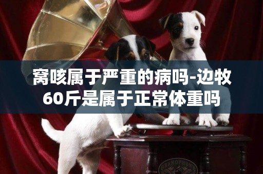 窩咳屬于嚴重的病嗎-邊牧60斤是屬于正常體重嗎