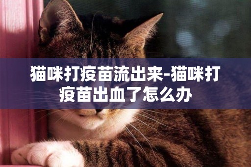 貓咪打疫苗流出來-貓咪打疫苗出血了怎么辦