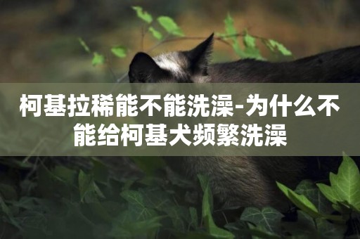柯基拉稀能不能洗澡-為什么不能給柯基犬頻繁洗澡