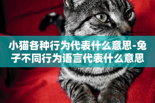 小貓各種行為代表什么意思-兔子不同行為語言代表什么意思