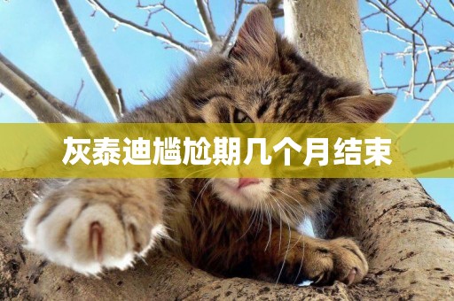灰泰迪尷尬期幾個月結束