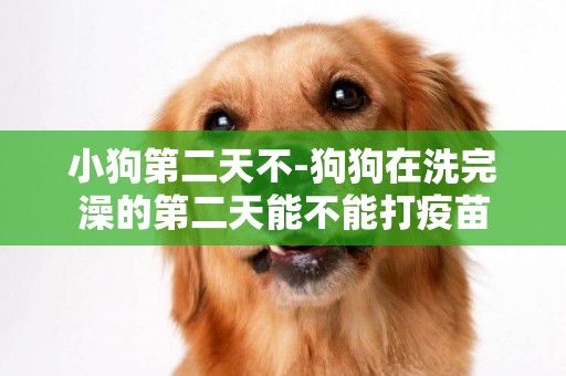 小狗第二天不-狗狗在洗完澡的第二天能不能打疫苗