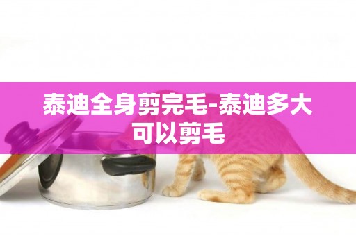 泰迪全身剪完毛-泰迪多大可以剪毛