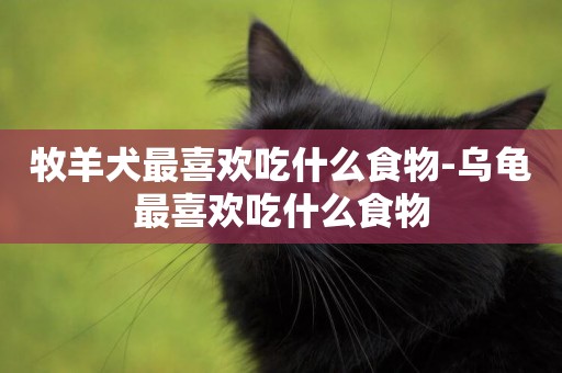 牧羊犬最喜歡吃什么食物-烏龜最喜歡吃什么食物