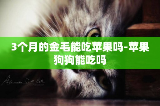 3個月的金毛能吃蘋果嗎-蘋果狗狗能吃嗎