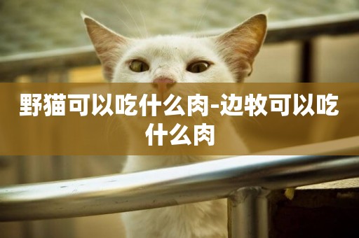 野貓可以吃什么肉-邊牧可以吃什么肉