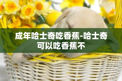 成年哈士奇吃香蕉-哈士奇可以吃香蕉不