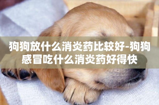 狗狗放什么消炎藥比較好-狗狗感冒吃什么消炎藥好得快