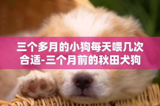三個多月的小狗每天喂幾次合適-三個月前的秋田犬狗每天喂幾次最好