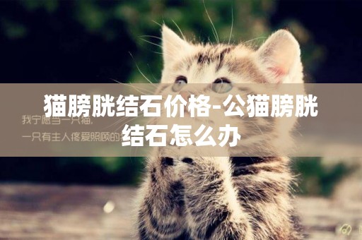 貓膀胱結石價格-公貓膀胱結石怎么辦
