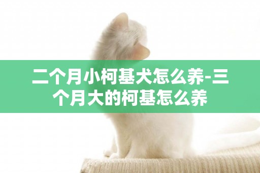 二個月小柯基犬怎么養-三個月大的柯基怎么養