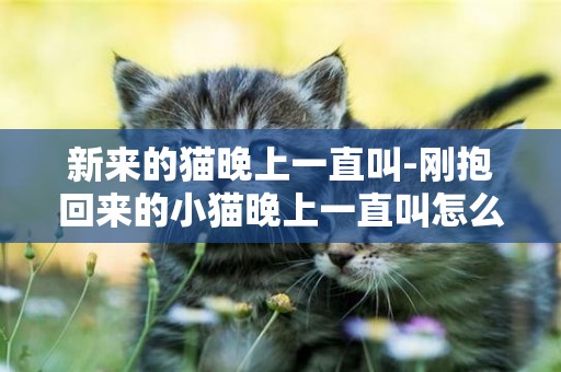 新來的貓晚上一直叫-剛抱回來的小貓晚上一直叫怎么辦