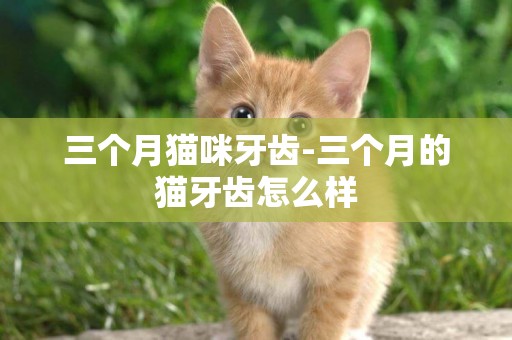 三個月貓咪牙齒-三個月的貓牙齒怎么樣