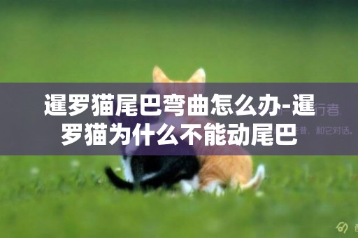 暹羅貓尾巴彎曲怎么辦-暹羅貓為什么不能動尾巴