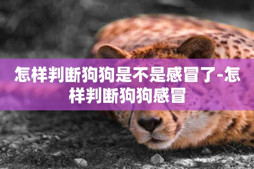 怎樣判斷狗狗是不是感冒了-怎樣判斷狗狗感冒