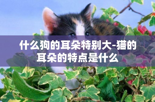 什么狗的耳朵特別大-貓的耳朵的特點是什么