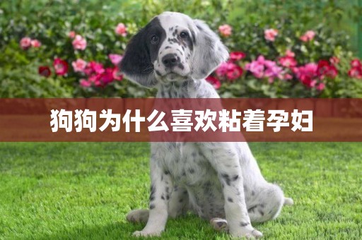 狗狗為什么喜歡粘著孕婦