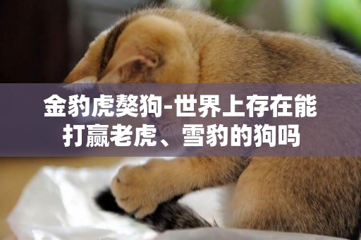 金豹虎獒狗-世界上存在能打贏老虎、雪豹的狗嗎