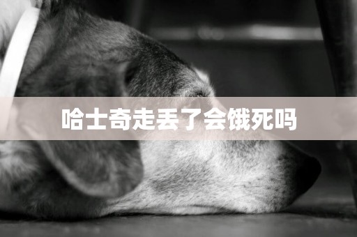 哈士奇走丟了會餓死嗎