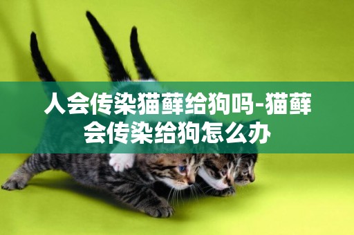 人會傳染貓蘚給狗嗎-貓蘚會傳染給狗怎么辦