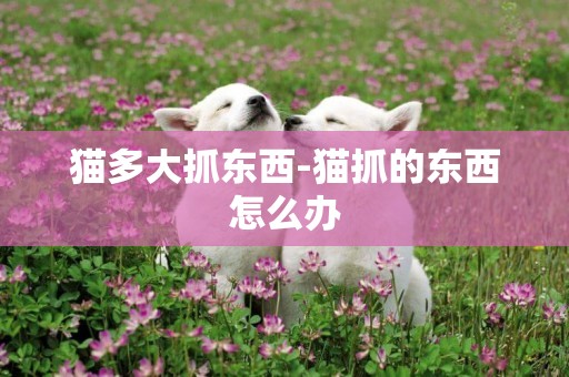 貓多大抓東西-貓抓的東西怎么辦