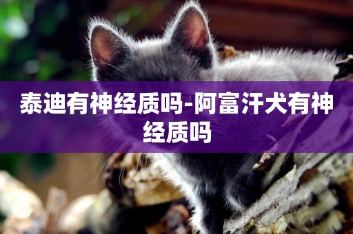 泰迪有神經質嗎-阿富汗犬有神經質嗎