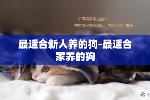 最適合新人養的狗-最適合家養的狗