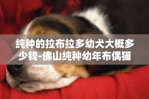 純種的拉布拉多幼犬大概多少錢-佛山純種幼年布偶貓大概價位多少錢